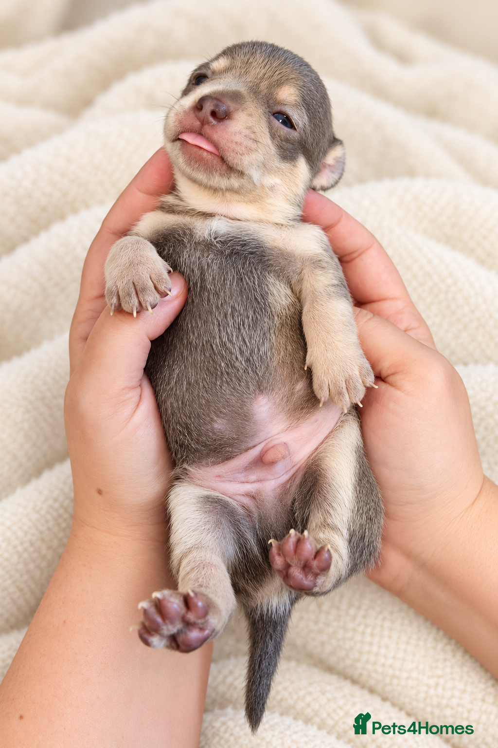 Chihuahua dogs Beautiful Purebred Chihuahua Puppies  🐾 - Advert 2