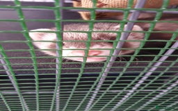 Ferret rodents for sale: 2 hobs 10 weeks old  - Image 4