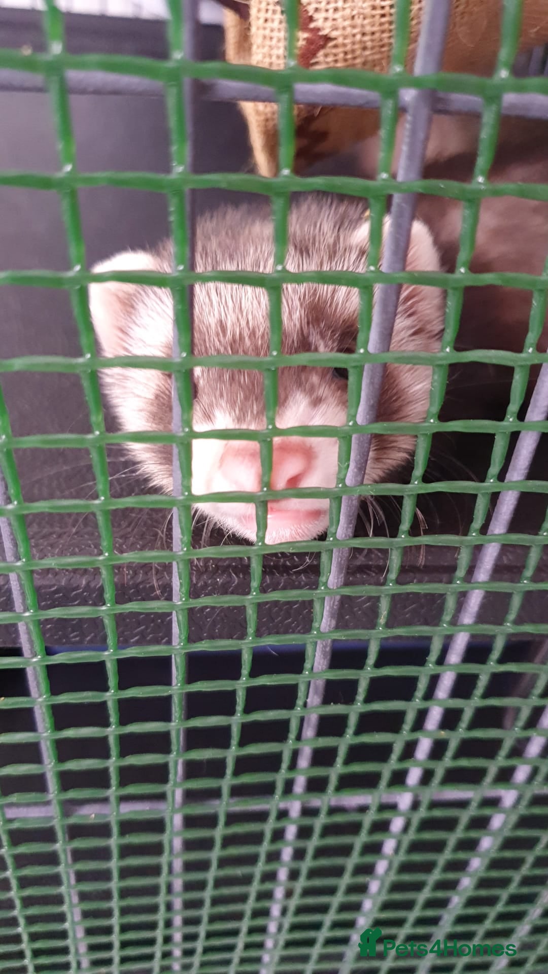 Ferret rodents for sale: 2 hobs 10 weeks old  - Image 4