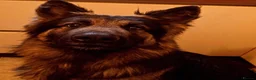 German Shepherd dogs for sale: German Shepherd for rehoming in Darwen - Advert 5