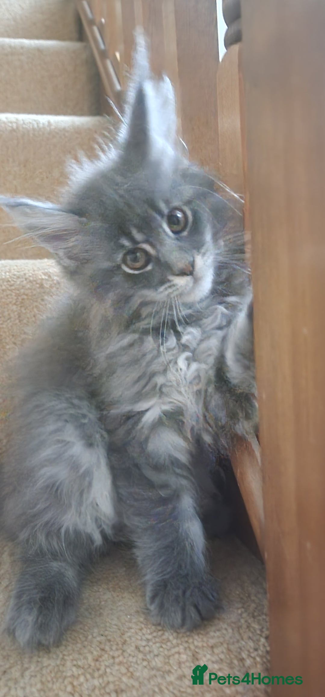 Maine Coon cats for sale: 🐾 Three Majestic Pedigree Maine Coon Kittens! 🏡 - Advert 10