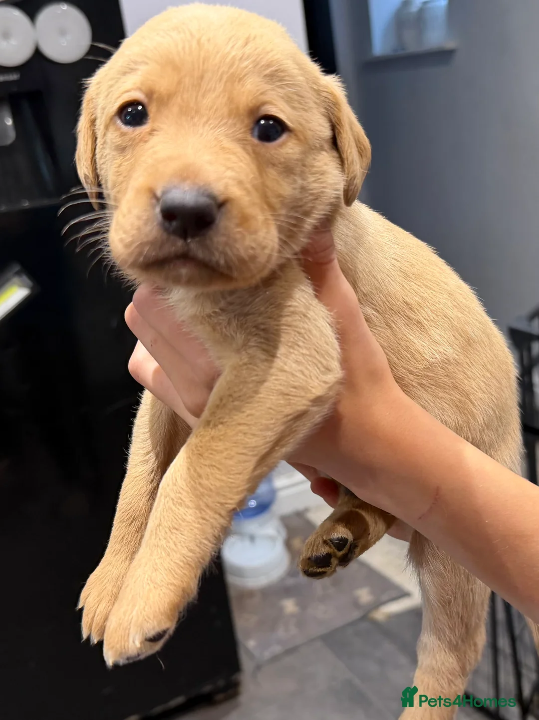 Labrador Retriever dogs for sale: KC registered Labradors for sale  - Advert 9