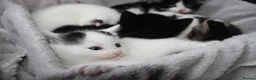 Mixed Breed cats for sale: 5 Ragdoll x Tabby Kittens | Boys | Ready Soon 🏡 - Advert 17