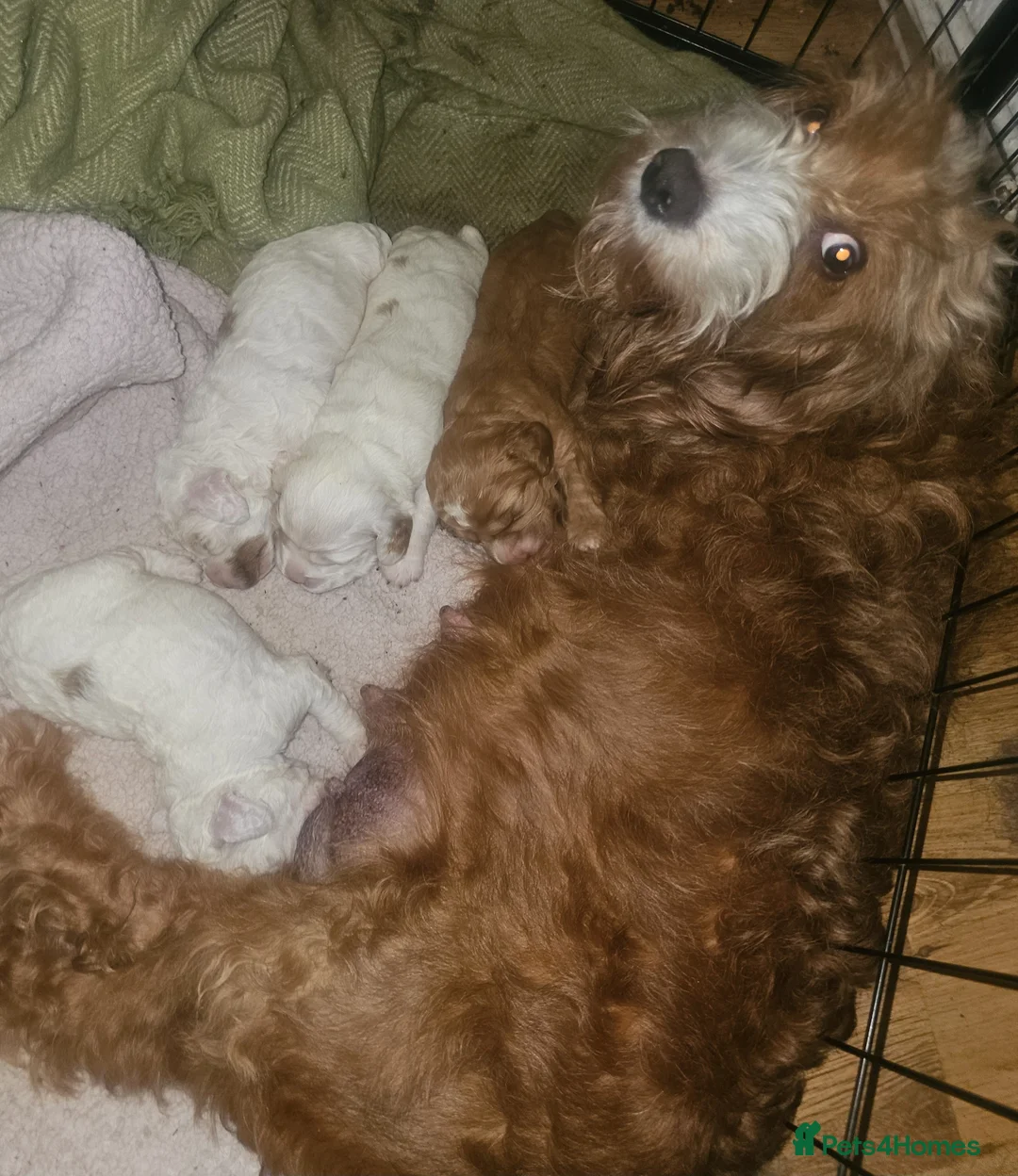 Cockapoo dogs for sale: 4 beautiful F2 cockapoo puppies for sale - Advert 1