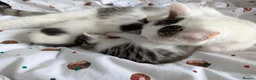 Mixed Breed cats for sale: 2 female kittens to go to a good home  in Macclesfield - Advert 12