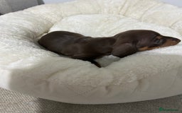 Miniature Dachshund dogs for sale: Multi coloured litter - Image 5