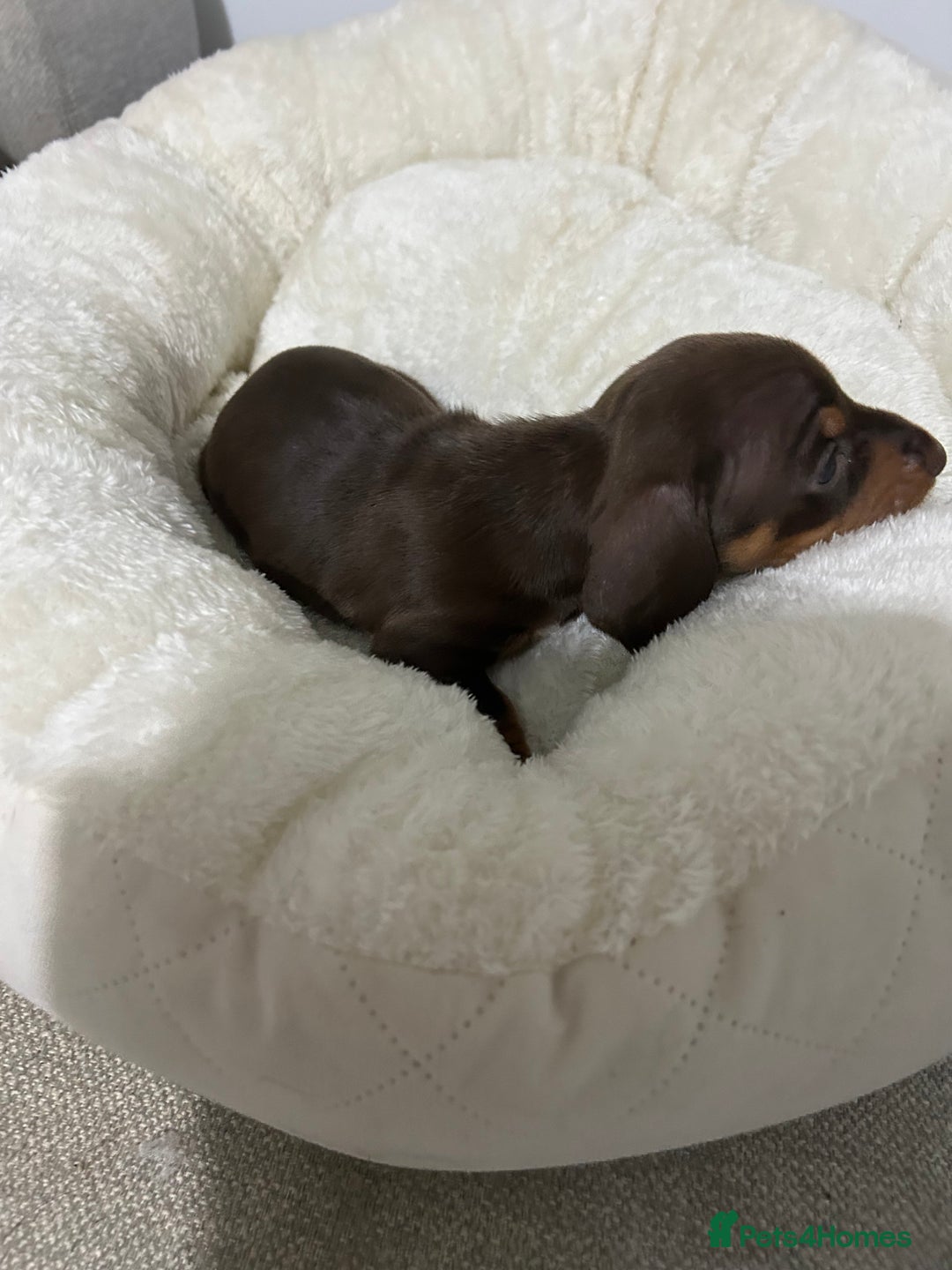 Miniature Dachshund dogs for sale: Multi coloured litter - Image 5