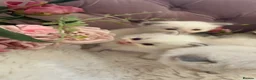Ragdoll cats for sale: Gorgeous ColourPoint Full Pedigree Ragdoll Kittens - Advert 8