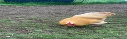 Chickens poultry for sale: Buff Orpington cockerel free to a good home  in Harrogate - Advert 2