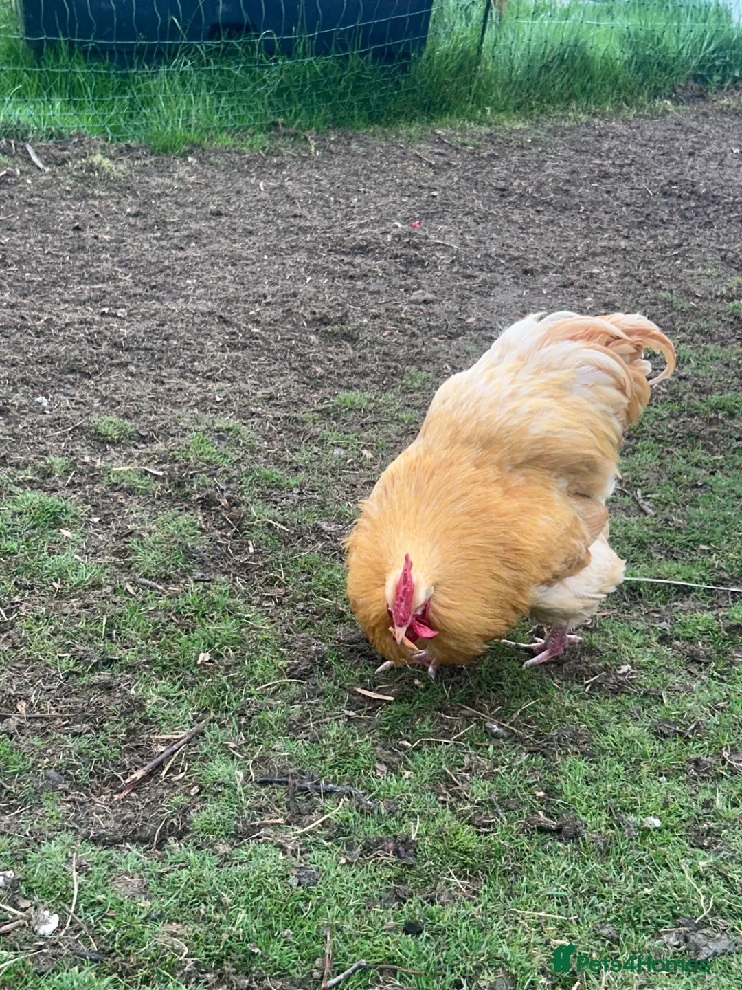 Chickens poultry for sale: Buff Orpington cockerel free to a good home  in Harrogate - Advert 2