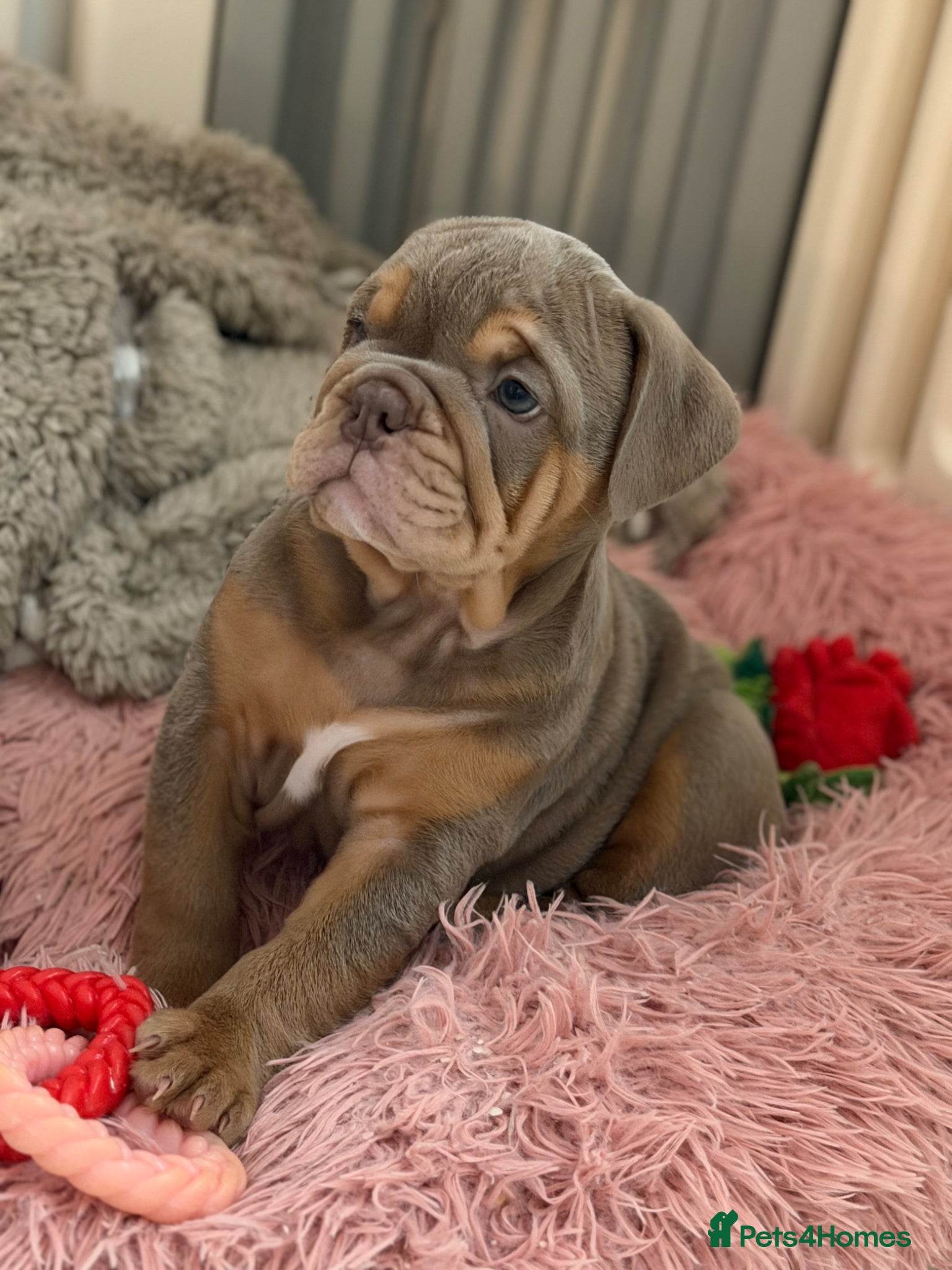 English Bulldog dogs English Bulldog Puppies 💙🩷 - Advert 13