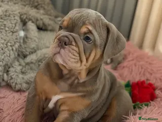 English Bulldog dogs English Bulldog Puppies 💙🩷 - Advert 13