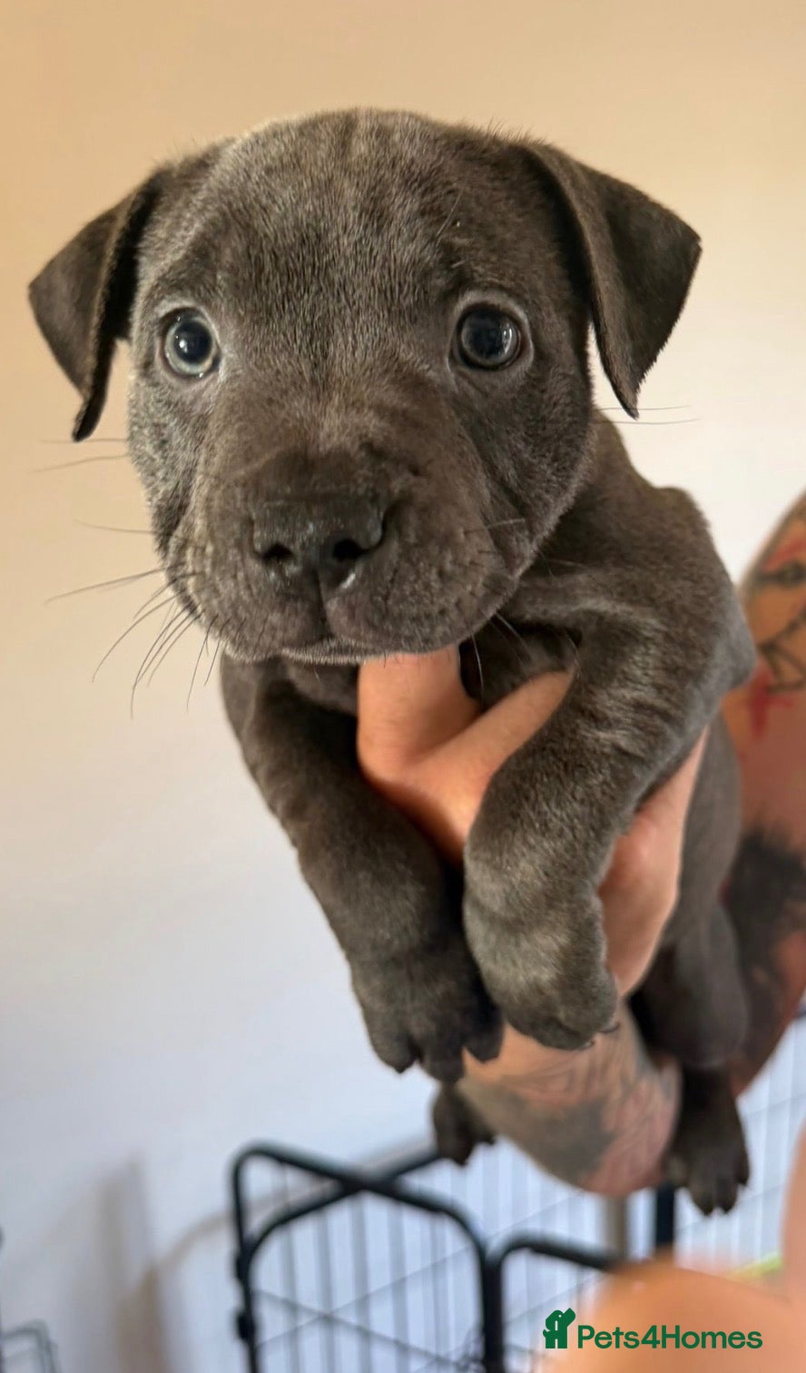 Staffordshire Bull Terrier dogs 🩷ONE GIRL LEFT KC Registered SBT - Advert 18