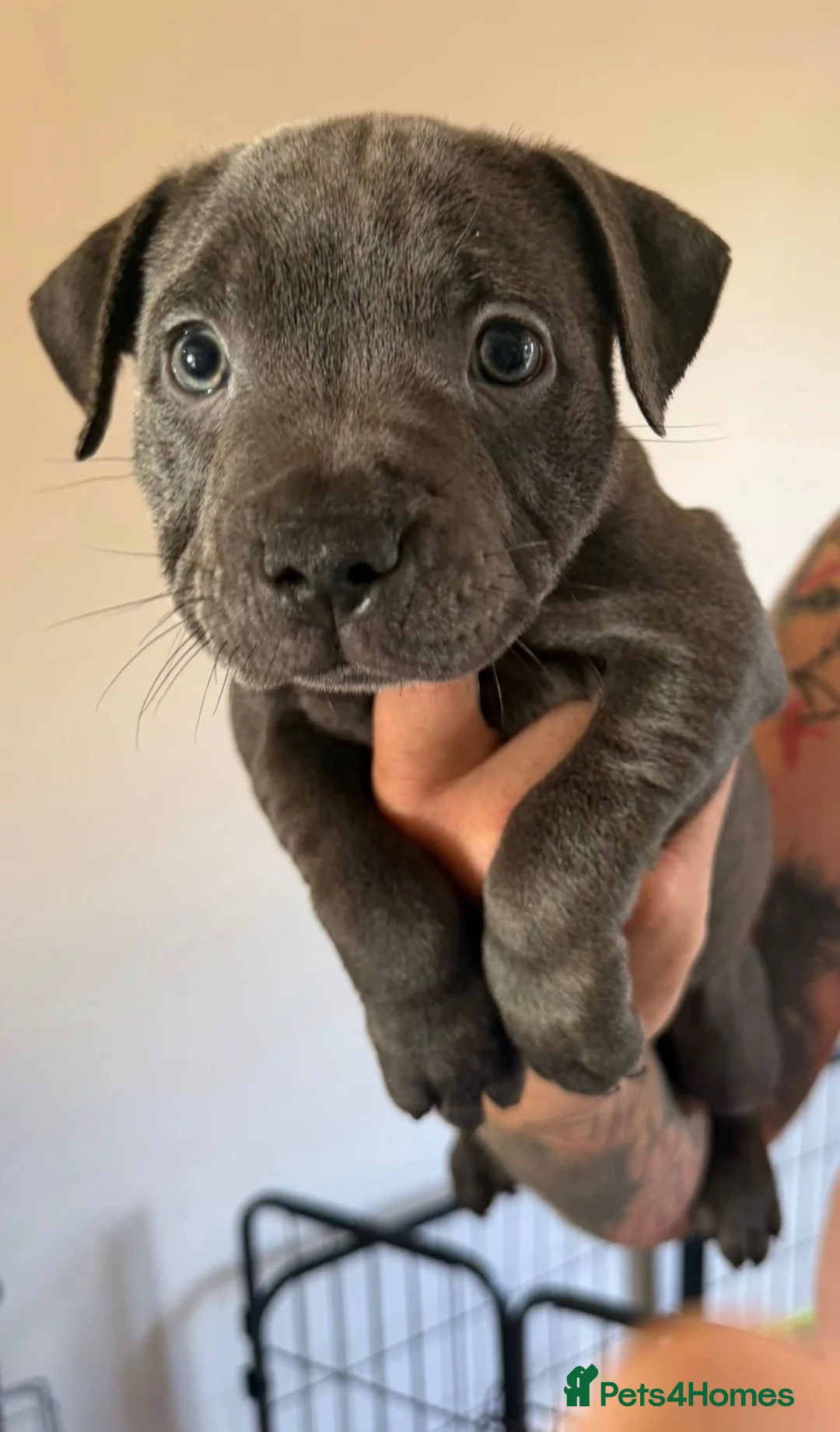 Staffordshire Bull Terrier dogs for sale: 🩷ONE GIRL LEFT KC Registered SBT - Advert 1