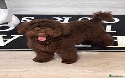Toy Poodle dogs for sale: Toy poodle puppy  - Image 5