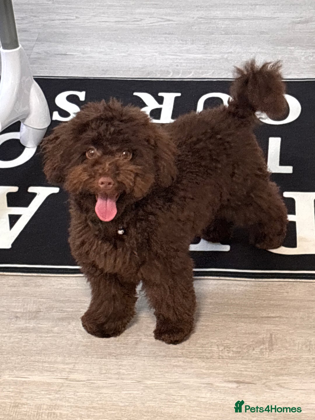 Toy Poodle dogs for sale: Toy poodle puppy  - Image 5
