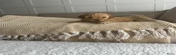 Cockapoo dogs for sale: Miniature f1b Cockapoo puppies DNA health clear🌟  - Advert 9