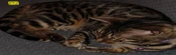 Bengal cats for sale: 2 year old glittery pearl  - Advert 6