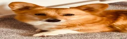 Welsh Corgi Pembroke dogs for sale: KC Tri boy ready now, from health tested parents - Advert 8