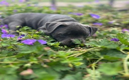 Staffordshire Bull Terrier dogs for sale: Chunky Staffy pups 💕 2 girls left, Ready to leave - Image 20