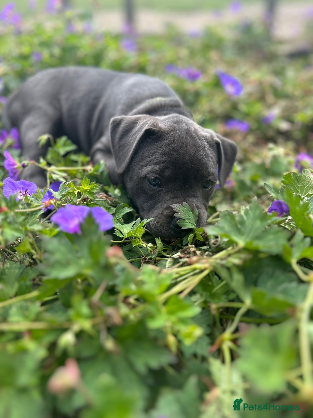 Staffordshire Bull Terrier dogs for sale: Chunky Staffy pups 💕 2 girls left, Ready to leave - Image 20