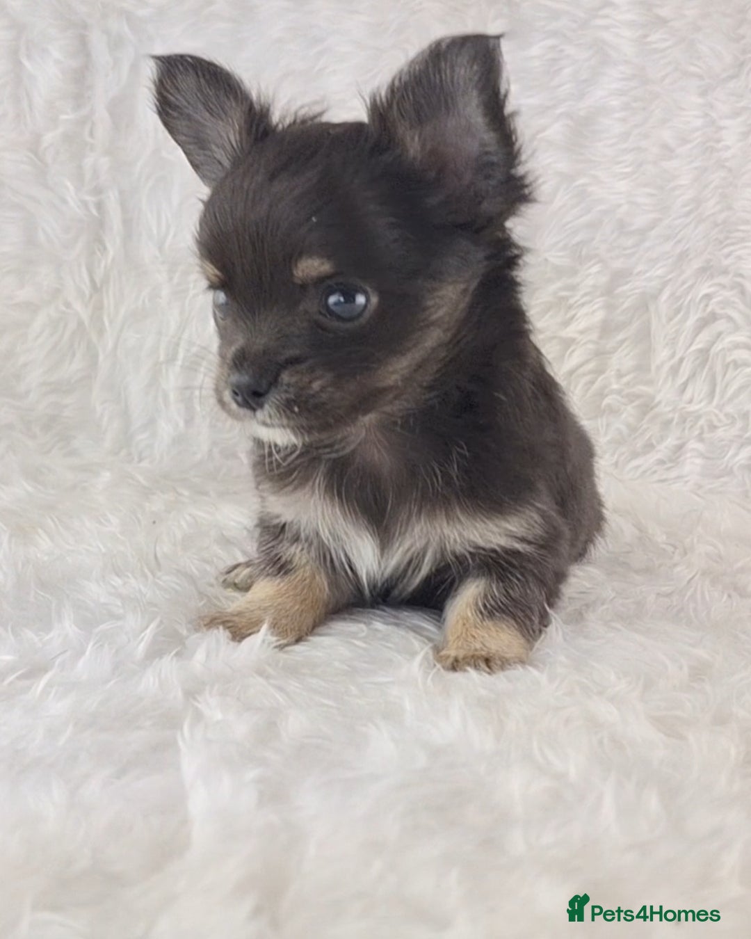 Chihuahua dogs for sale: Stunning Long Coat Chihuahua Puppies  - Image 5