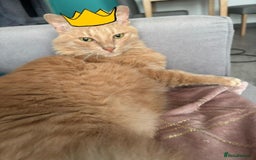 Mixed Breed cats for adoption: [Indoors Only] Jones - A lovely charming boy - Image 6