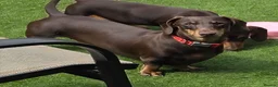 Miniature Dachshund dogs for sale: Stunning KC Registered Miniature Dax 15 mnths fema - Advert 3