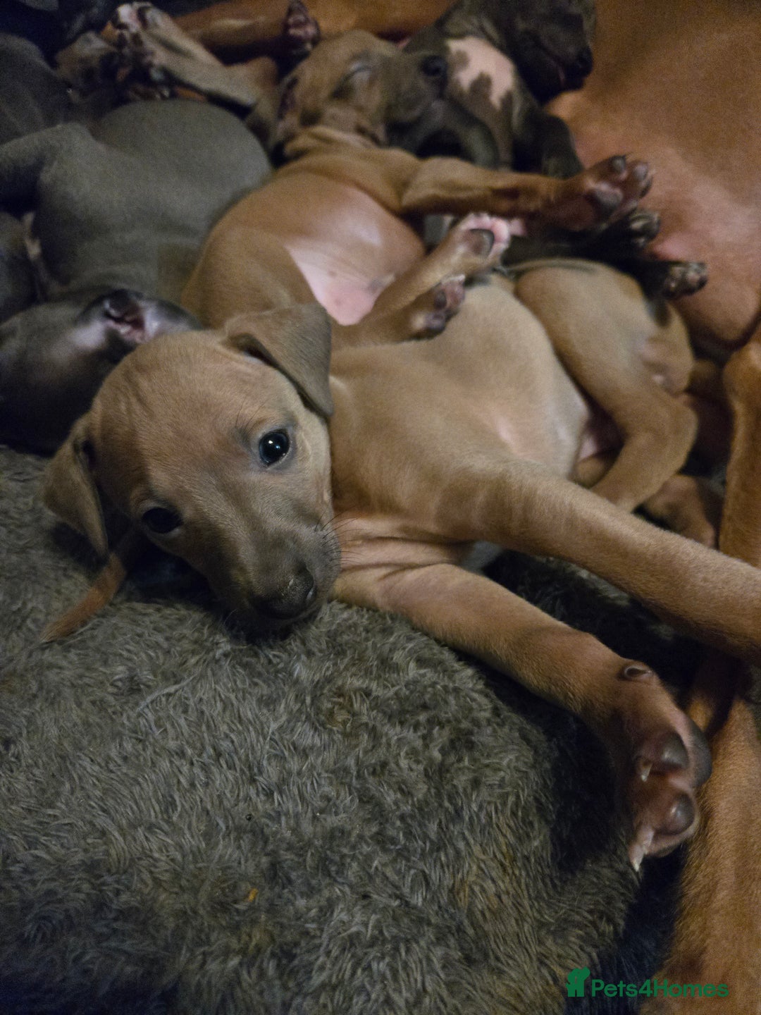 Italian Greyhound dogs for sale: Quality KC Registered Italian Greyhound puppies - Advert 4