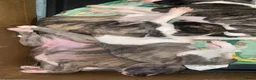 Whippet dogs for sale: whippet pups in Tredegar - Advert 7