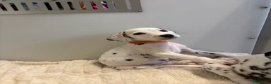 Dalmatian 5
