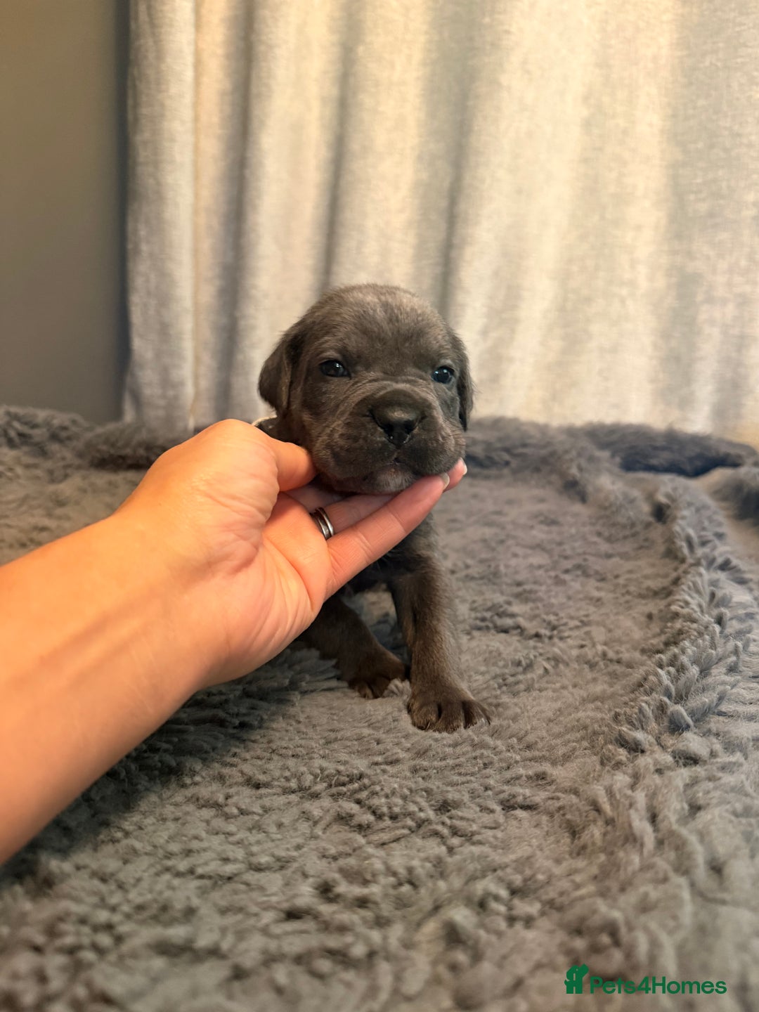 Cane Corso dogs for sale: Exceptional, Champion Bloodline Cane Corso Puppies - Advert 31