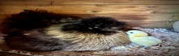 Chickens poultry for sale: Silkie Chicks - Advert 11