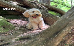 Cockapoo dogs for sale: Beautiful F1B cockapoo puppies  - Image 11