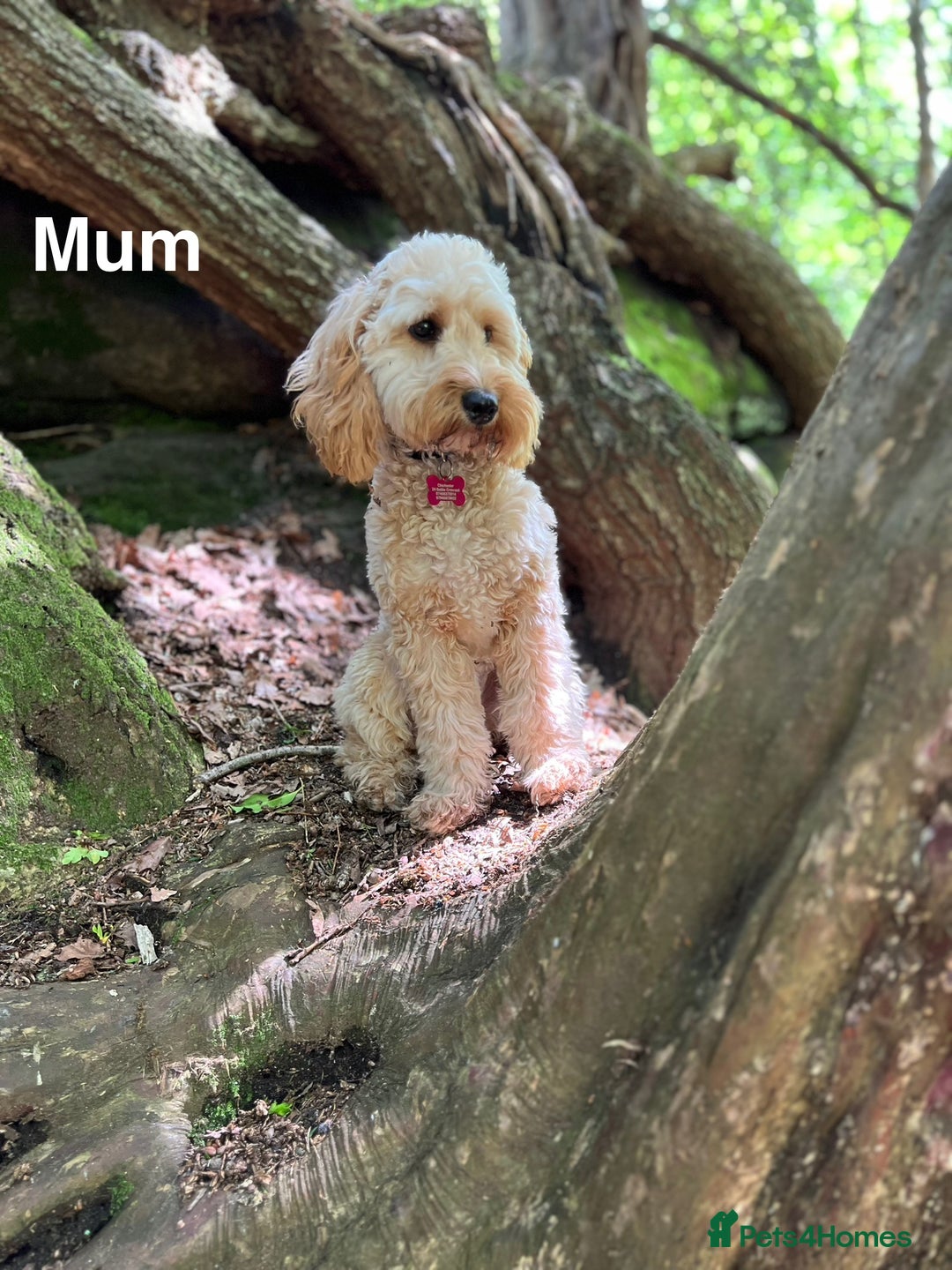Cockapoo dogs for sale: Beautiful F1B cockapoo puppies  - Image 11
