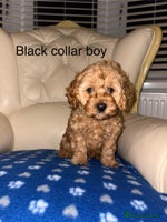 Cavapoo dogs - Advert 3