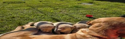 Labrador Retriever dogs for sale: 4 beautiful Labrador boys for family/work buddy in Aberaeron - Advert 9