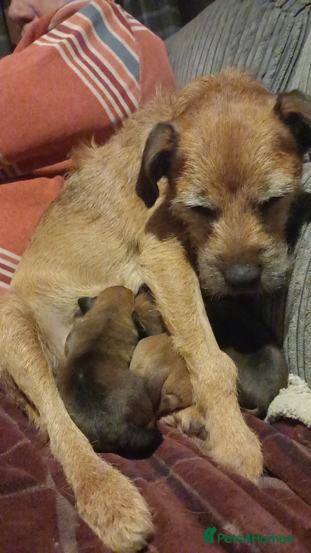 Mixed Breed dogs for sale: Bold Brave pups - Advert 9