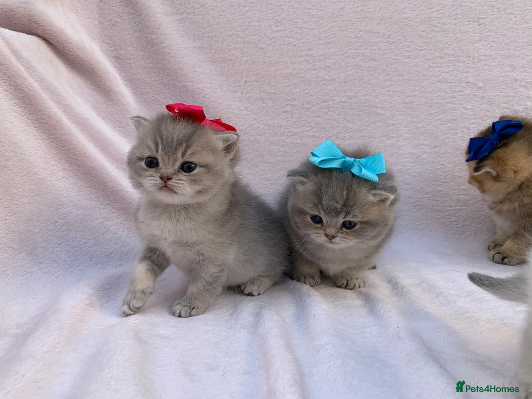 British Shorthair cats for sale: 🤍 Pedigree GCCF blue golden British shorthair  - Advert 17