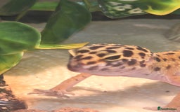 Leopard Gecko reptiles for sale: Female leopard gecko juvenile  - Advert 3