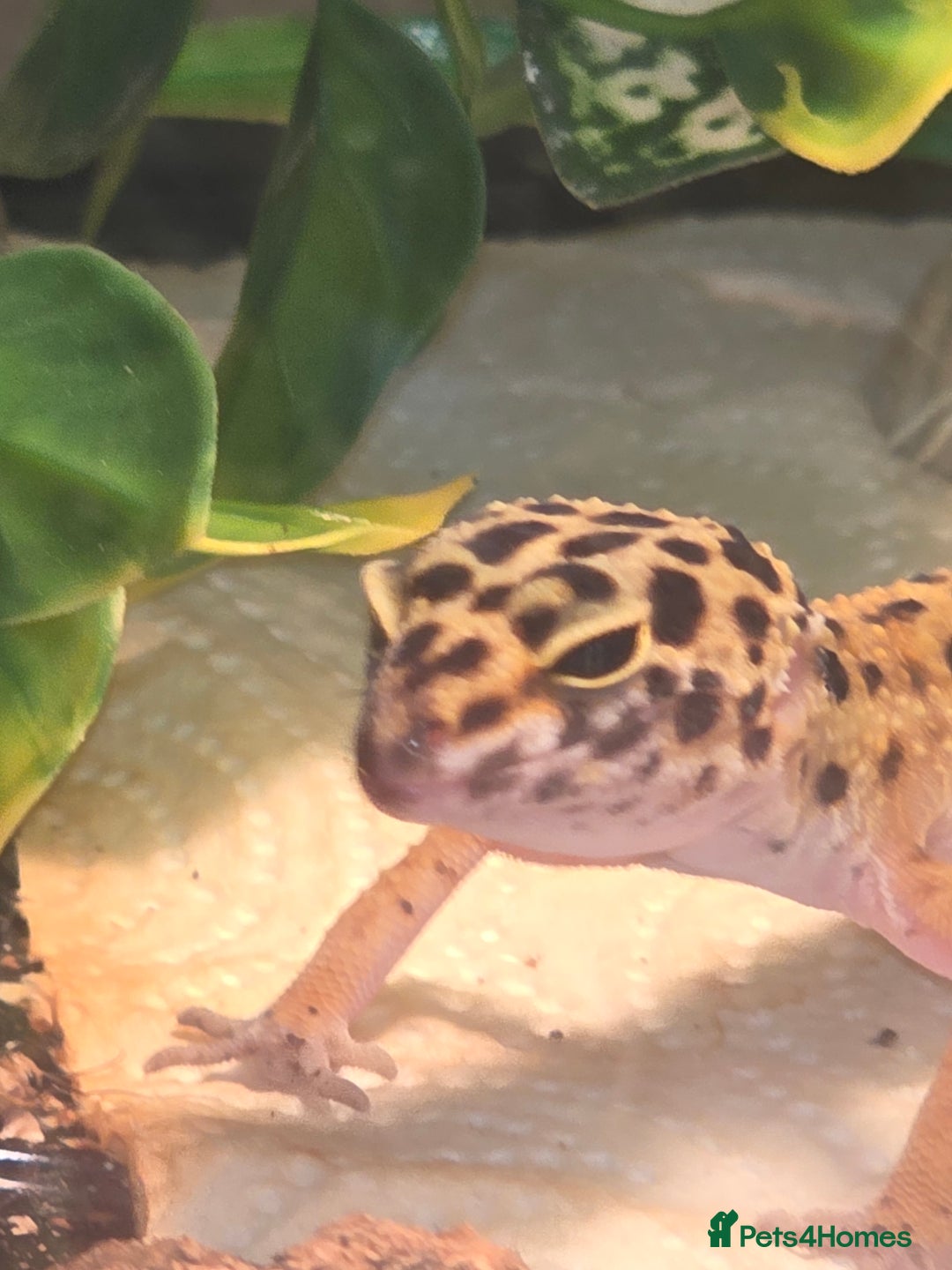 Leopard Gecko reptiles for sale: Female leopard gecko juvenile  - Advert 3