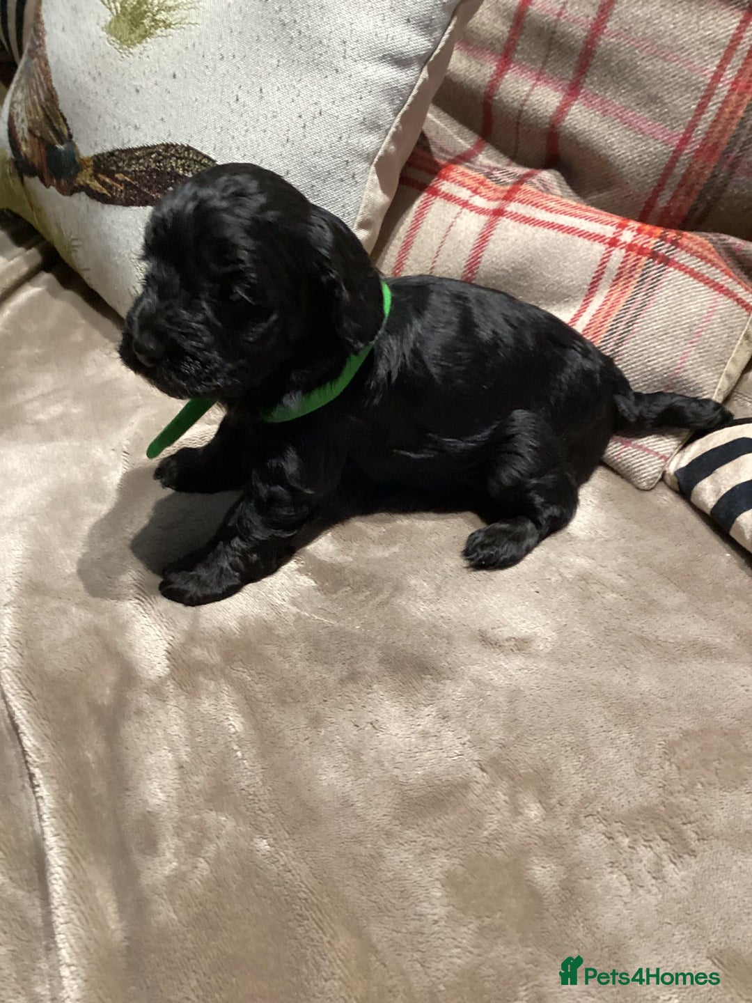 Cockapoo dogs for sale: Cockerpoo  - Advert 6