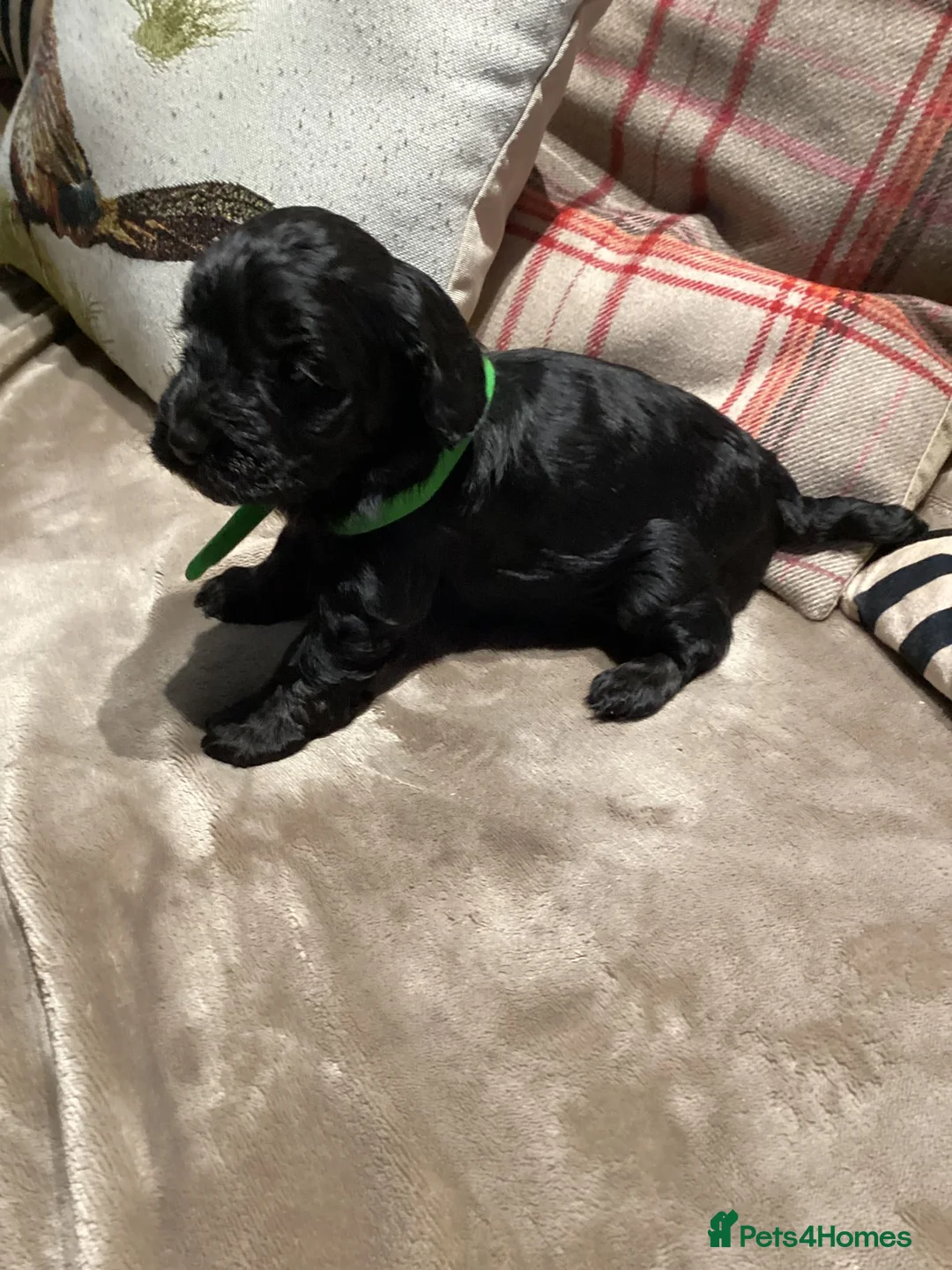 Cockapoo dogs for sale: Cockerpoo  - Advert 10