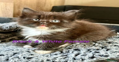 Maine Coon cats - Advert 10