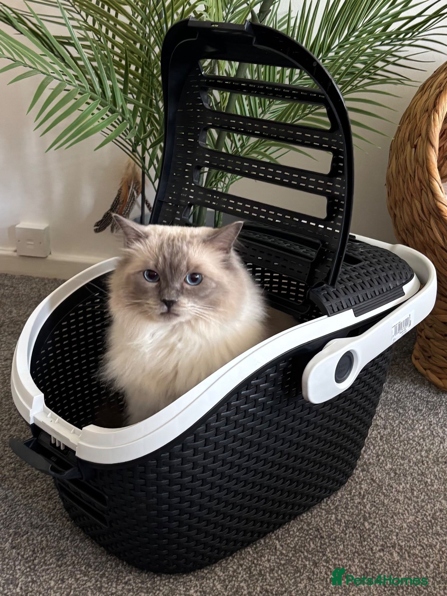 Ragdoll cats Beautiful 4yr old GCCF registered Ragdoll - Advert 5