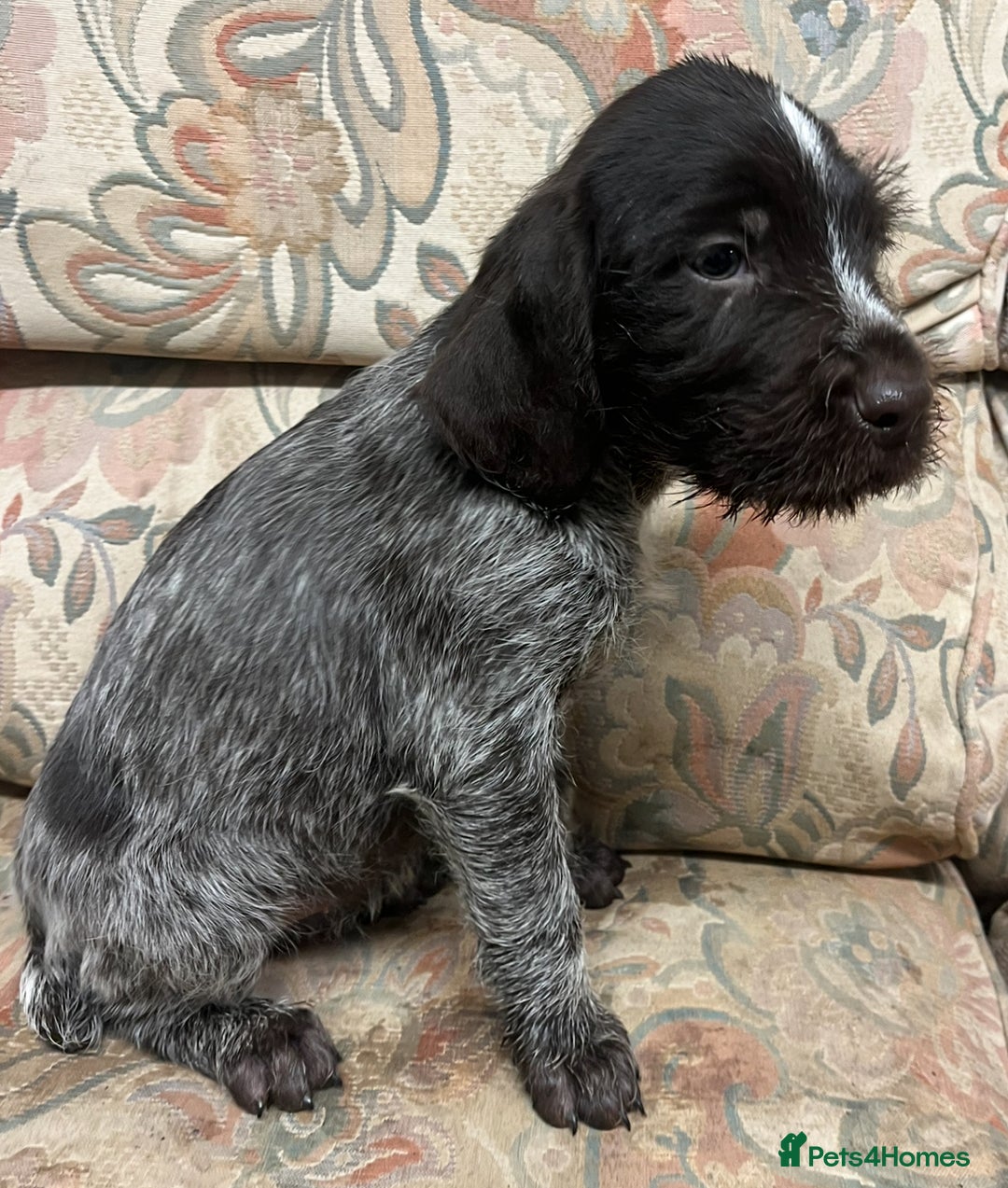 German Wirehaired Pointer dogs for sale: Gorgeous GWP Puppies  - Advert 9
