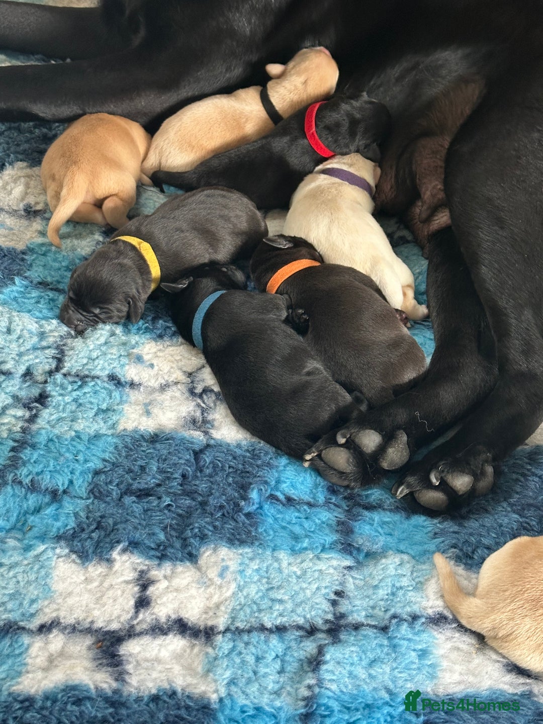 Labrador Retriever dogs for sale: Family bred Labradors ready October 28th  - Image 2