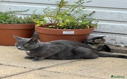 Domestic Shorthair cats for sale: 🐾 Kittens Looking for Loving Homes 🐾 - Image 14