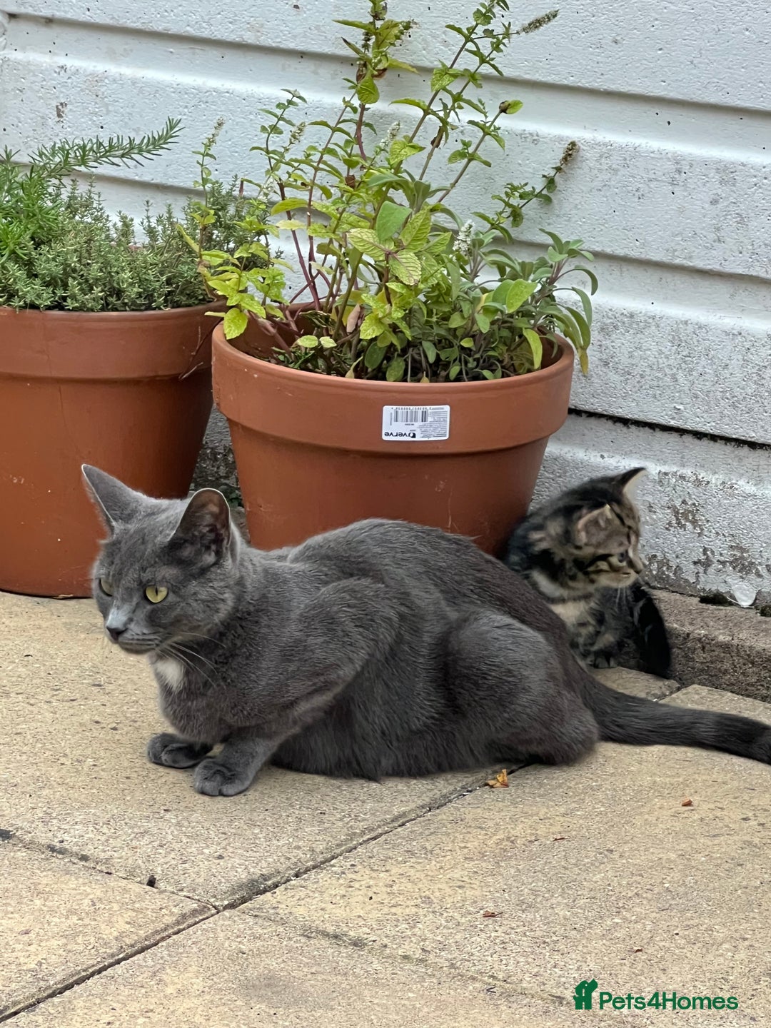 Domestic Shorthair cats for sale: 🐾 Kittens Looking for Loving Homes 🐾 - Image 14