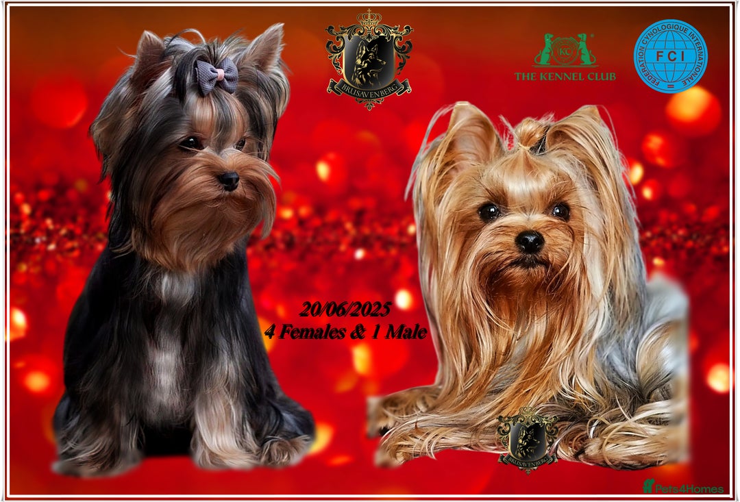 Yorkshire Terrier dogs for sale: SILVER & TAN FEMALE YORKIE KC REGISTERED - Advert 1
